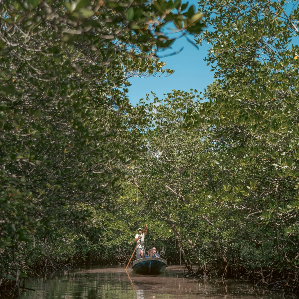 Mangrove Tour